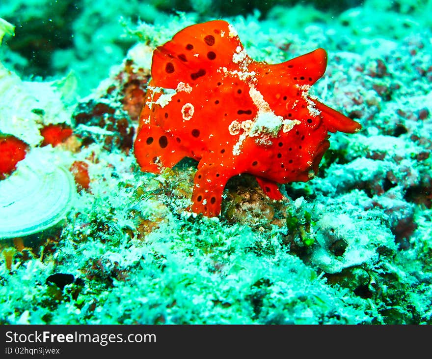 Red frog fish on the top of rock under water at sipadan. Red frog fish on the top of rock under water at sipadan.