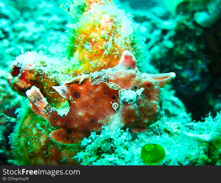 Pink frog fish is one favorite fish for diver. Pink frog fish is one favorite fish for diver.