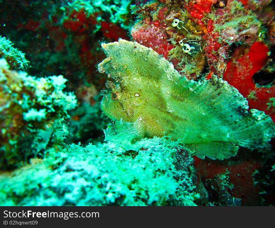 Leaf fish is hard to find when near by  same coral. Leaf fish is hard to find when near by  same coral.