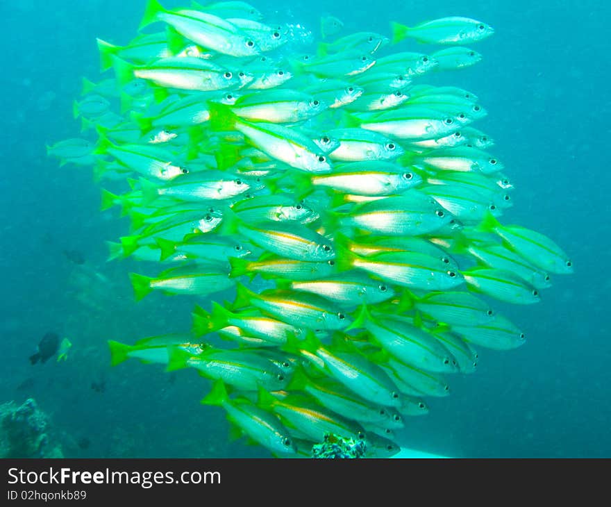 The school of fish underwater at sipadan. The school of fish underwater at sipadan.