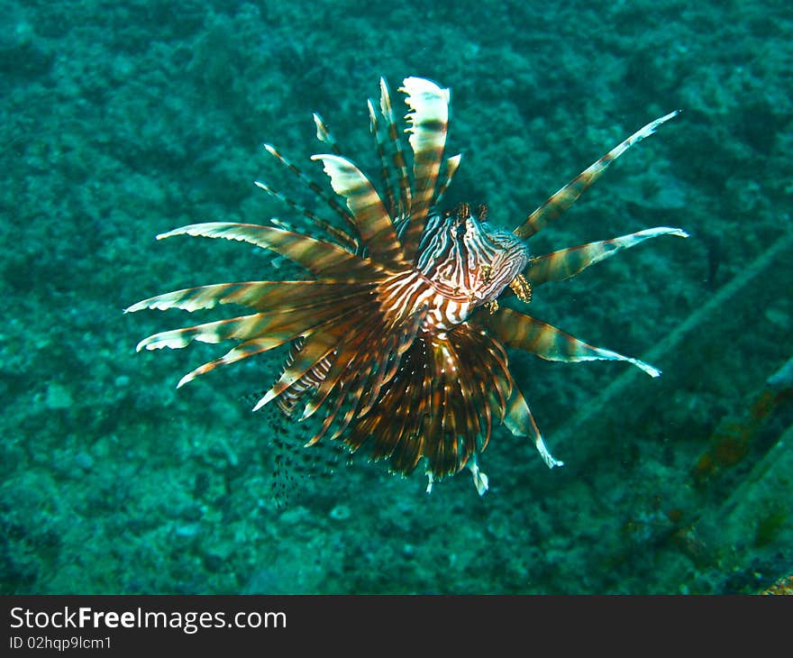 Lion fish show poison barb to intimidate diver. Lion fish show poison barb to intimidate diver.