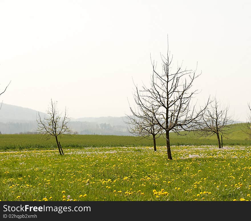 Meadow With Trees