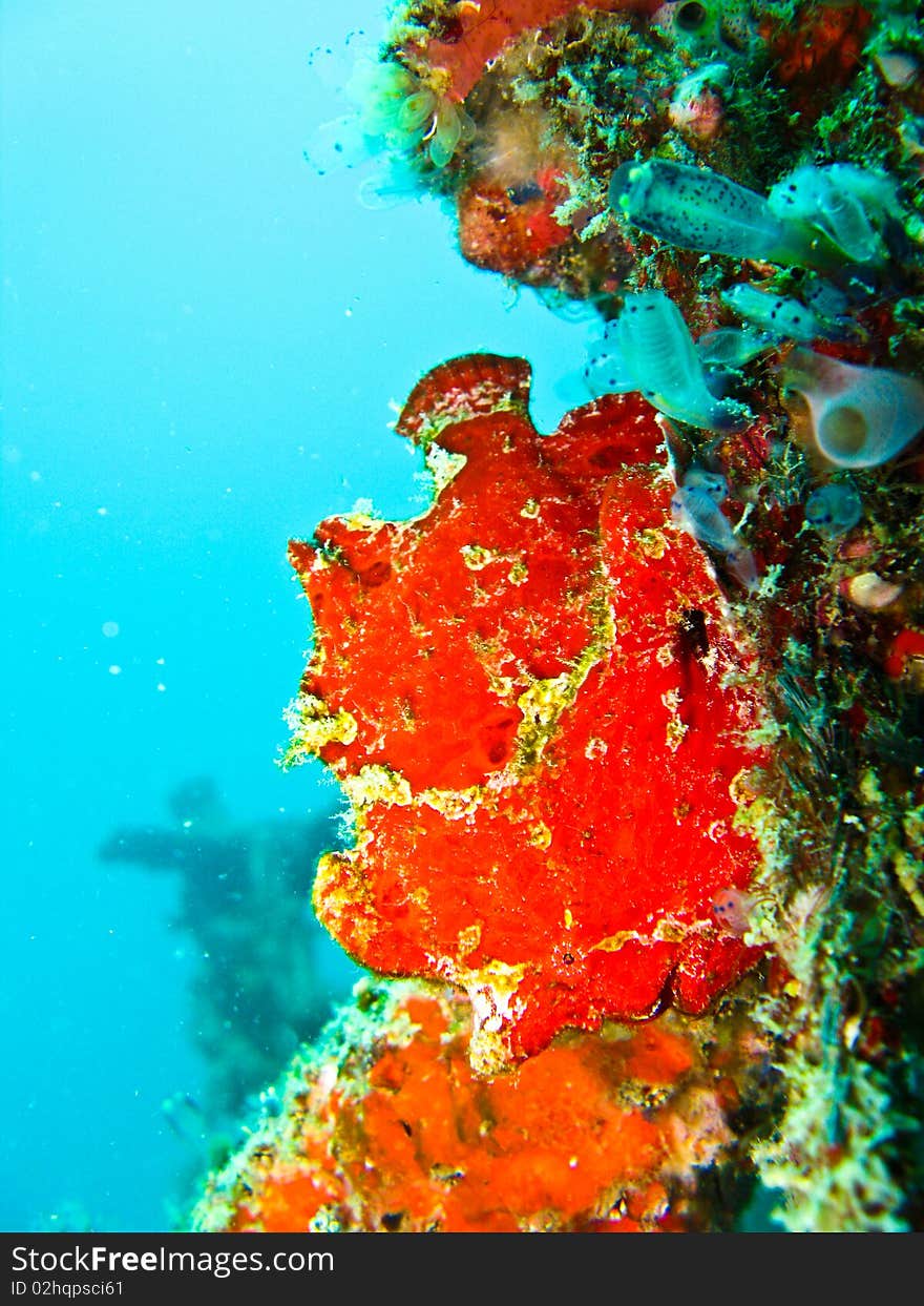 Red frog fish is hard to find when it color blend with coral reef. Red frog fish is hard to find when it color blend with coral reef.