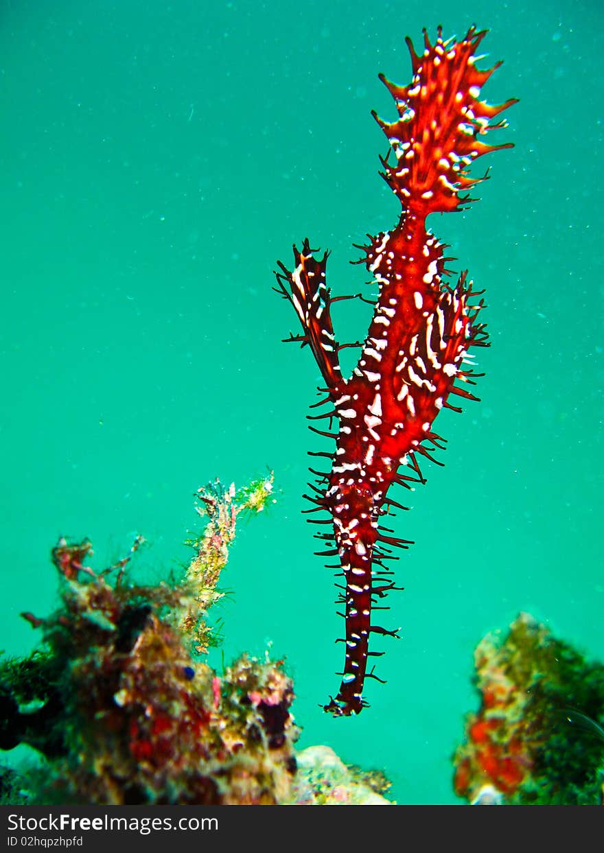 The ghost pipe fish underwater at sipadan. The ghost pipe fish underwater at sipadan.