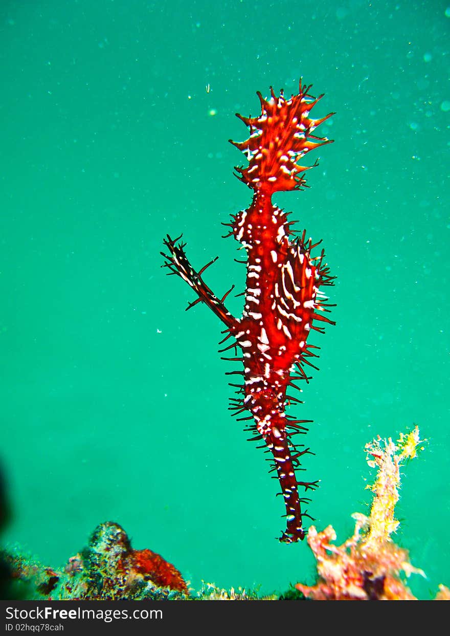 Ghost pipe fish is one favoride fish underater for diver. Ghost pipe fish is one favoride fish underater for diver.