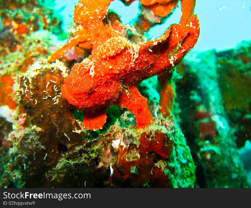 The reg frog fish. It one of popular fish under water at sipadan. The reg frog fish. It one of popular fish under water at sipadan.