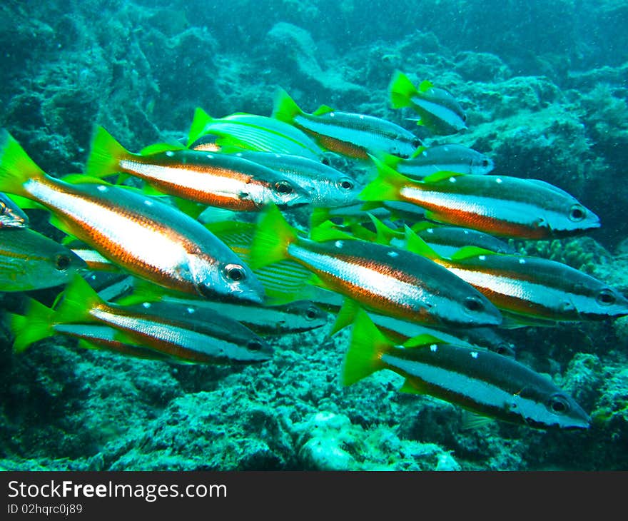 School of fish underwater at sipadan house reef. School of fish underwater at sipadan house reef.