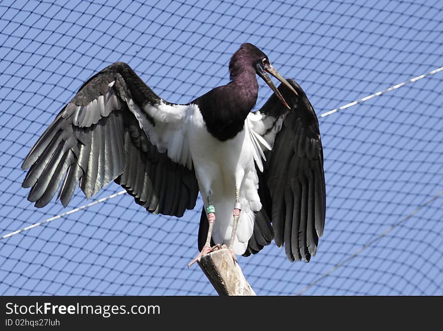 White-bellied stork