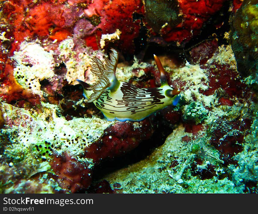 Colorful nudi branch underwater at sipadan.