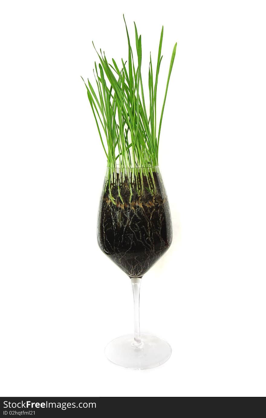 Green grass in the glass isolated