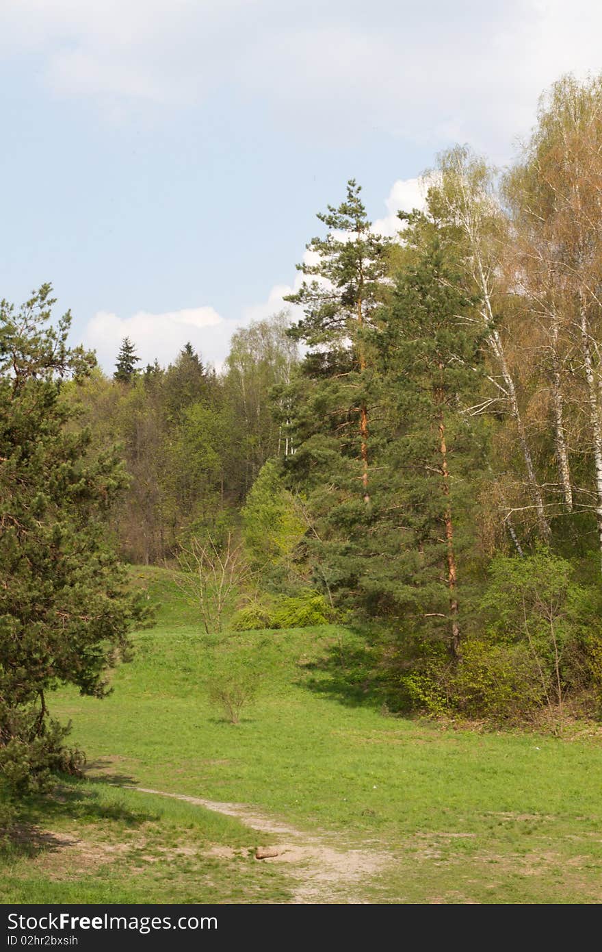 Spring landscape of green forest