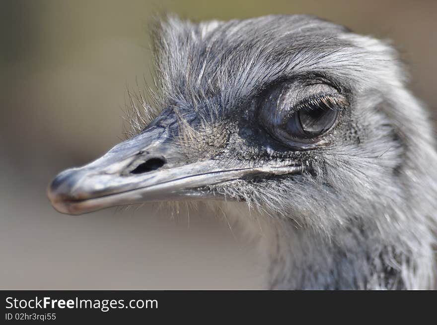 Close-up of a Nandu's head at the wildlife park at Hundshaupten in Germany. Close-up of a Nandu's head at the wildlife park at Hundshaupten in Germany.