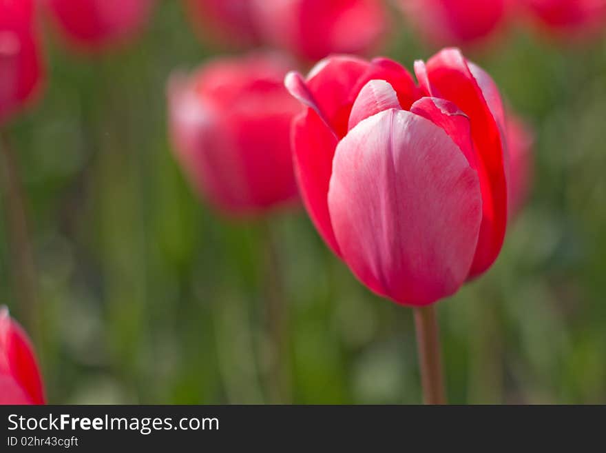 Red tulip on the field. Red tulip on the field