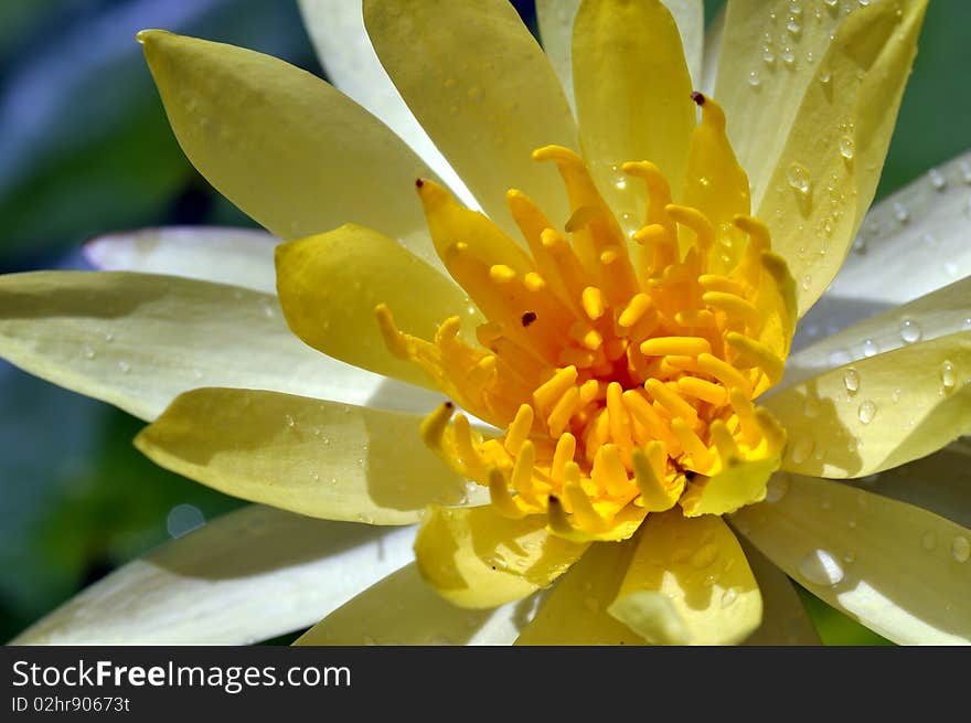 Macro yellow lotus