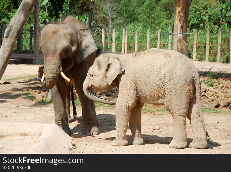 Two elephant at the wildlife park. Two elephant at the wildlife park