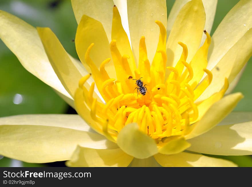 Macro golden lotus