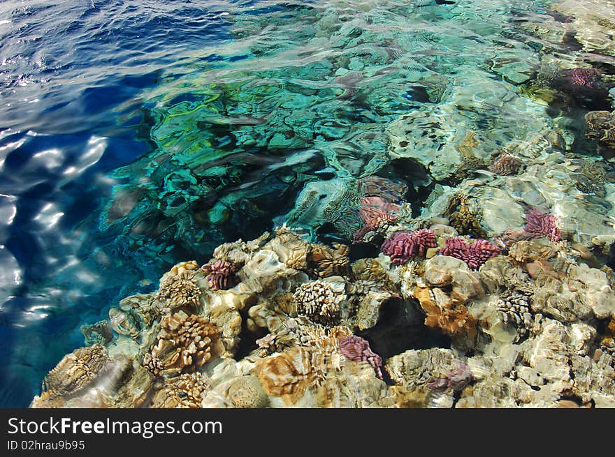 Corals of Fanara Beach in Sharm el Sheih. Corals of Fanara Beach in Sharm el Sheih