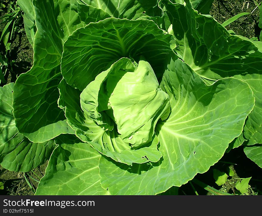 Leaves of green cabbage taken together growing