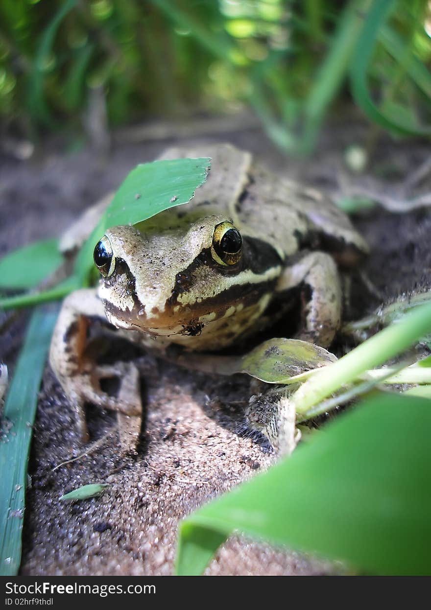 Small green striped frog sitting on a ground in the grass.