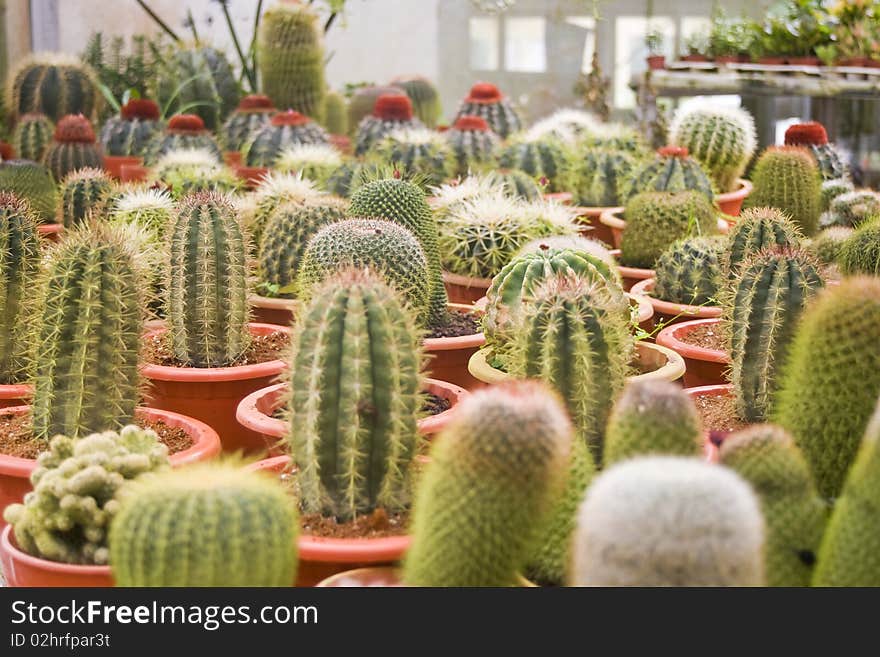 Potted cactus in a cactus garden for sale.