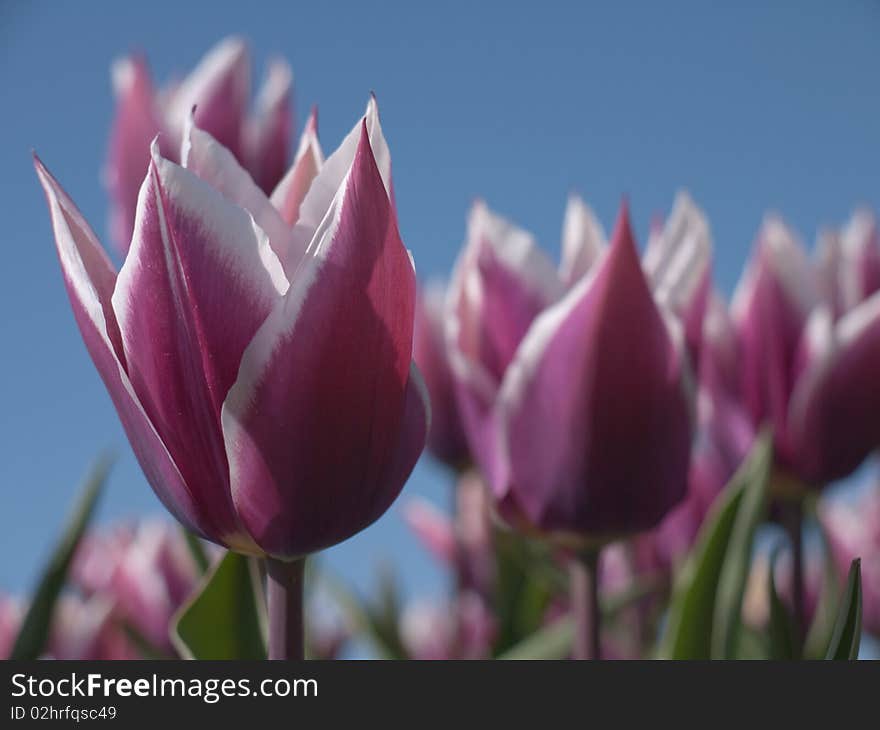 Purple tulips