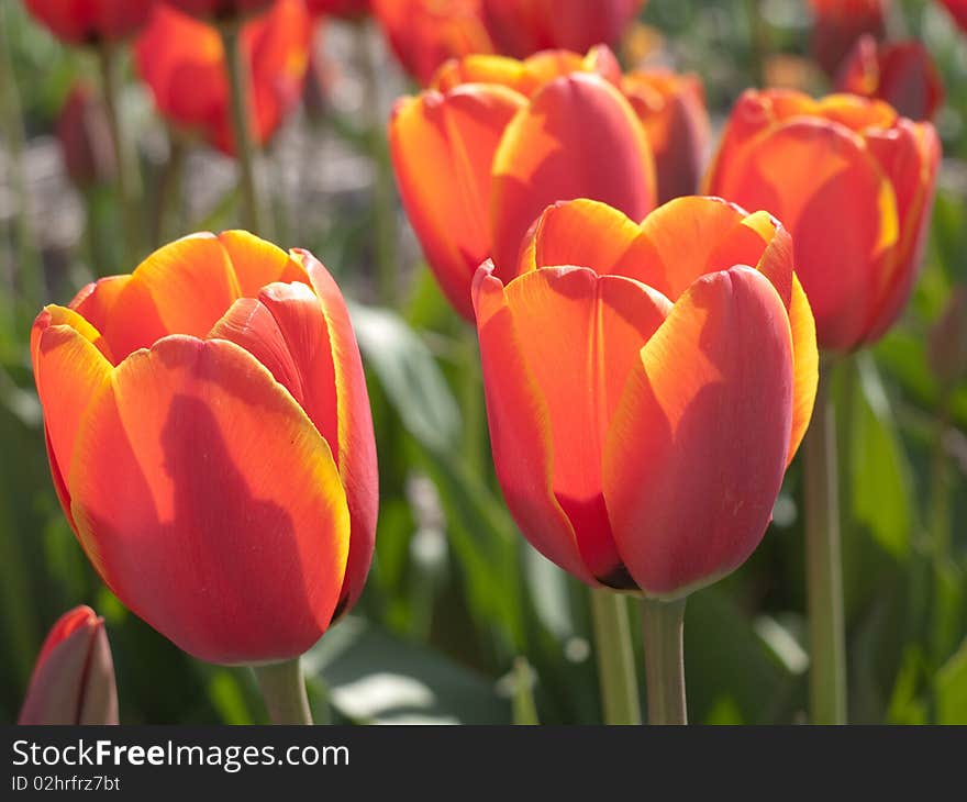 Red orange tulips in a field