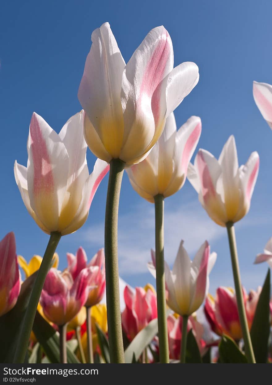 Red white tulips in afield