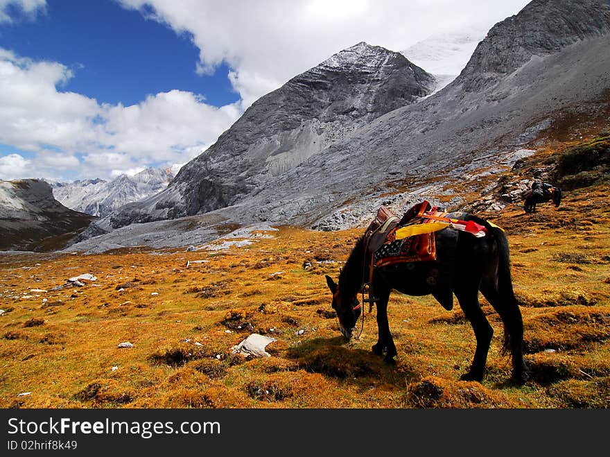 When travelling across a serial mountain. The horse rest at the Altitude about 5000m. And the road crossing the mountain reaches the Altitude 5217m. The picture is taken in Yading, Southwest of China. When travelling across a serial mountain. The horse rest at the Altitude about 5000m. And the road crossing the mountain reaches the Altitude 5217m. The picture is taken in Yading, Southwest of China.