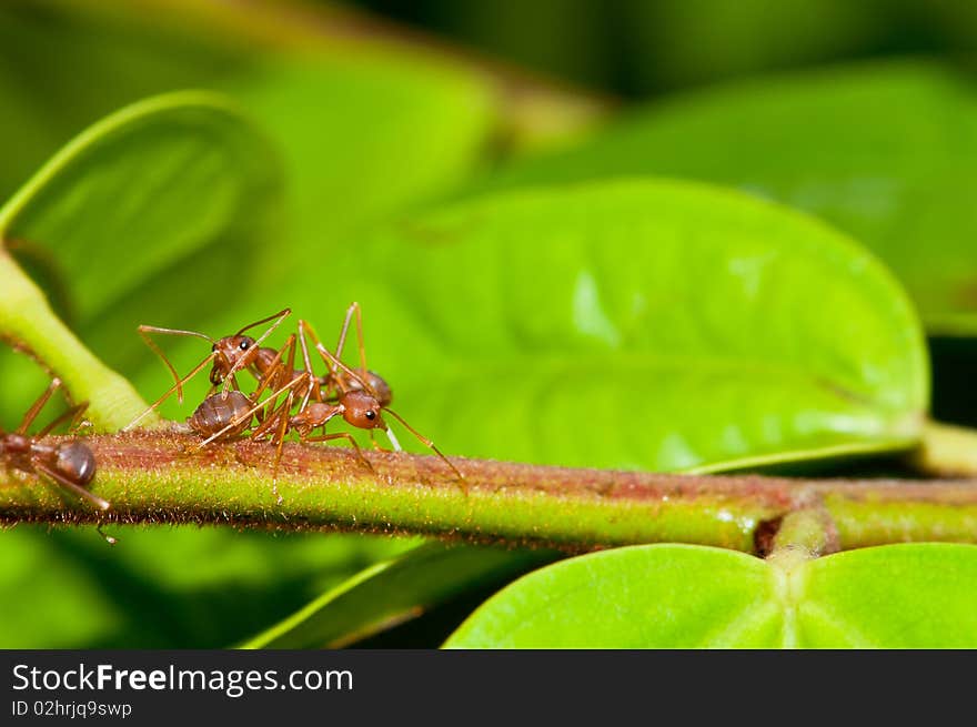 Weaver Ants Crossing