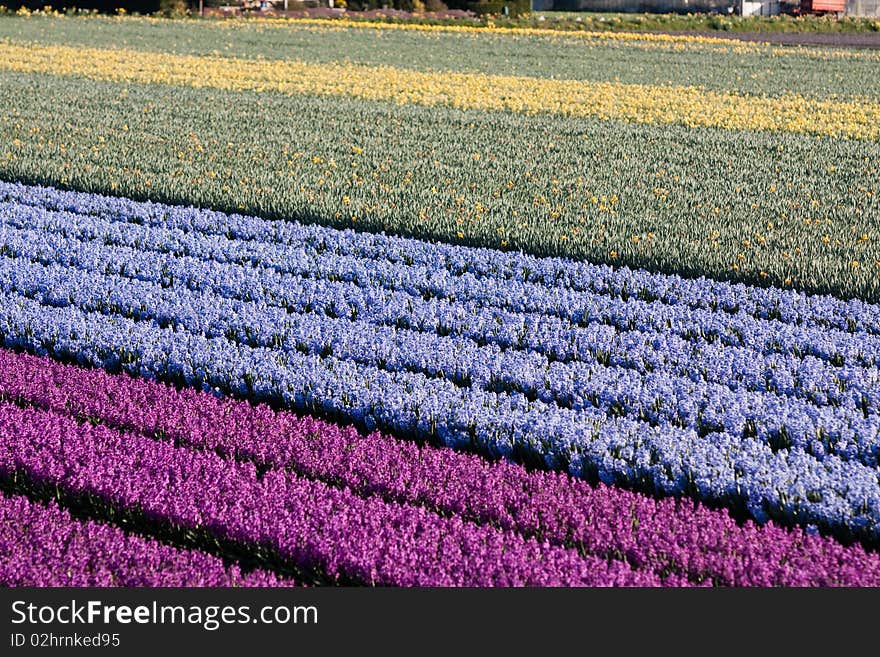 Field Of Violet And White Flowers