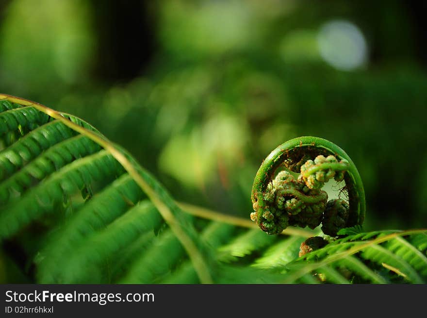 Fern Leaf Shoot