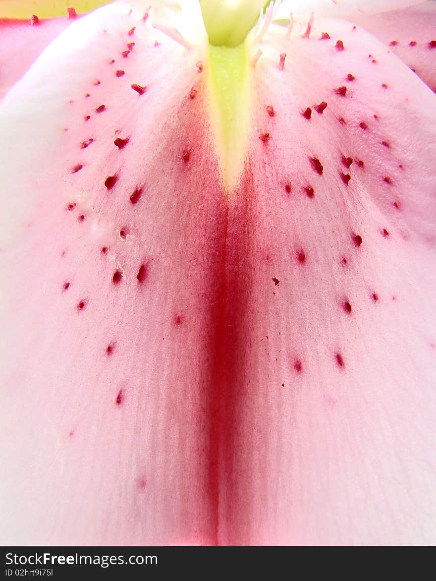 Close up of a pink lily