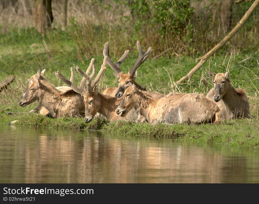 Wildlife - PÃ¨re Davids Deer