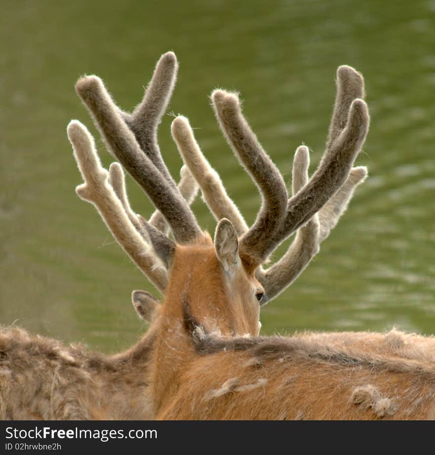 Wildlife - Père Davids Deer