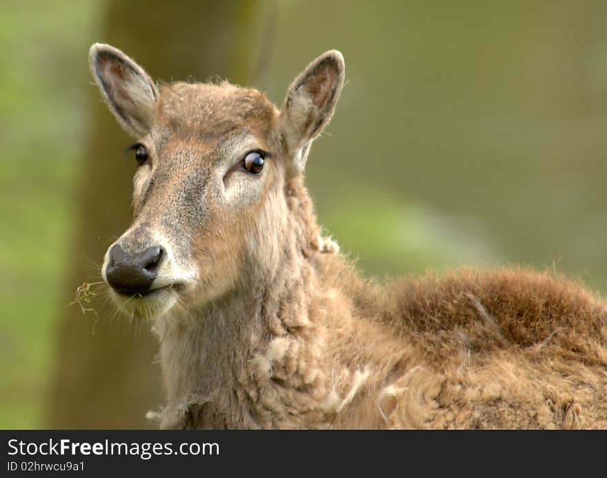 Wildlife - Père Davids Deer