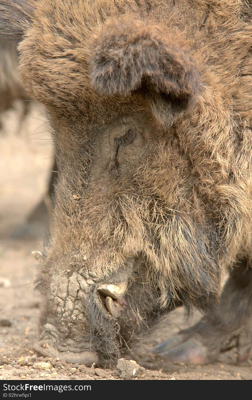 Portrait of a Wild boar in the mud. Portrait of a Wild boar in the mud.