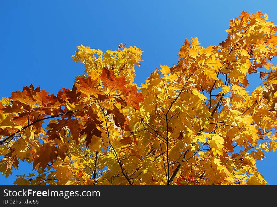 Yellow leaves at park of Kuldiga, Latvia.