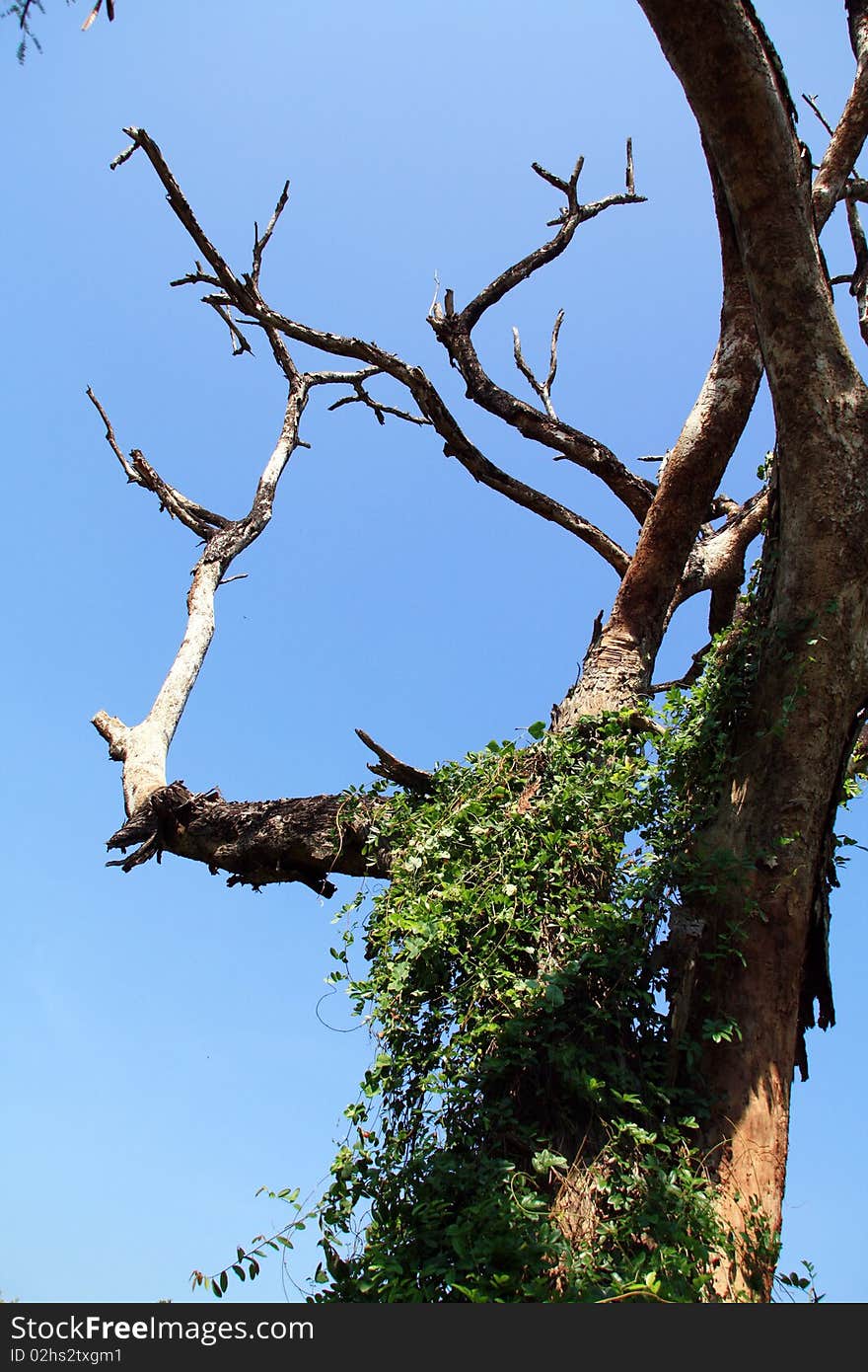 Tree death on blue sky