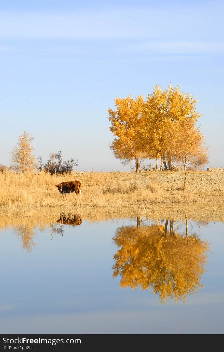 Autumn tree and cow by a mirror river,shoot at xijiang,China