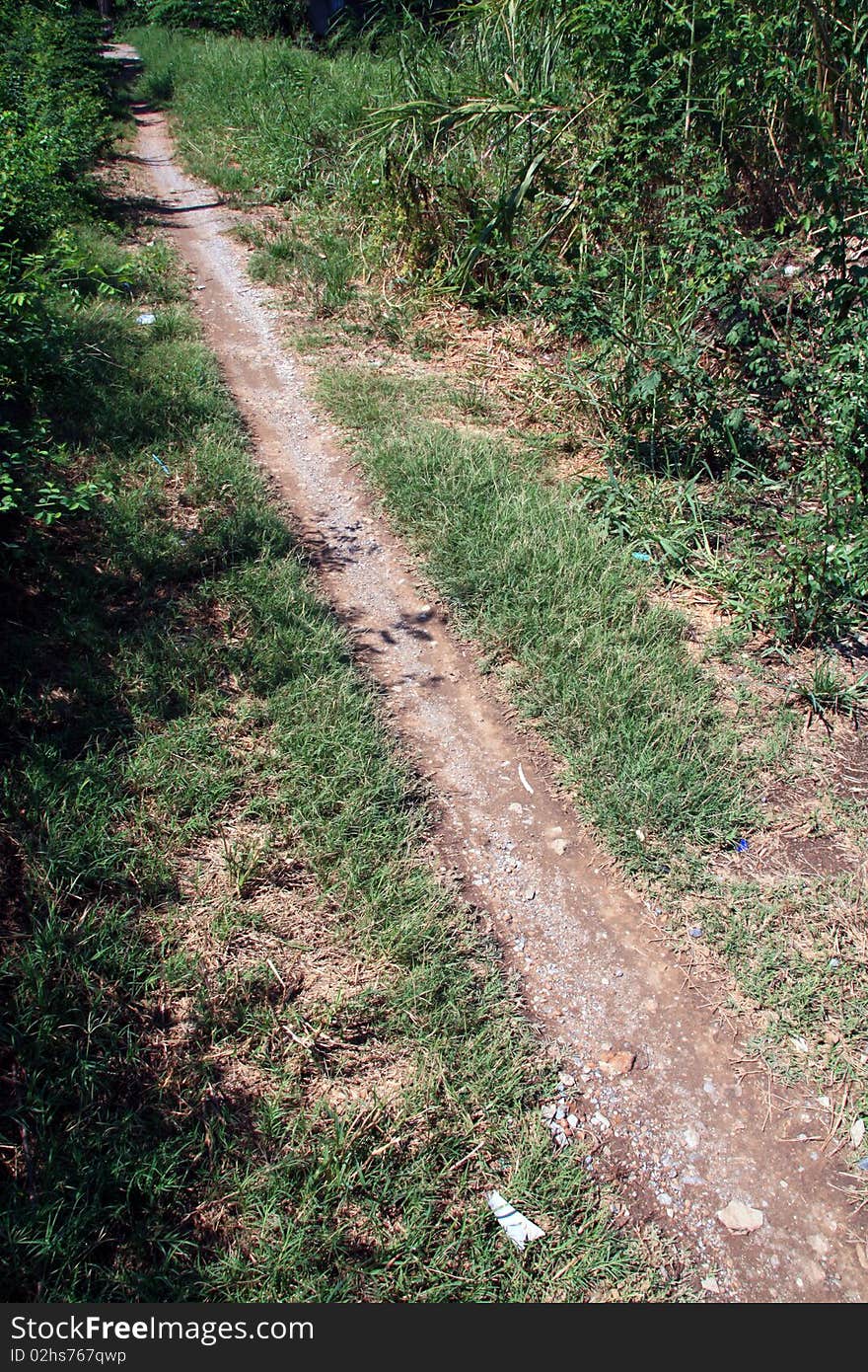 Road in forest