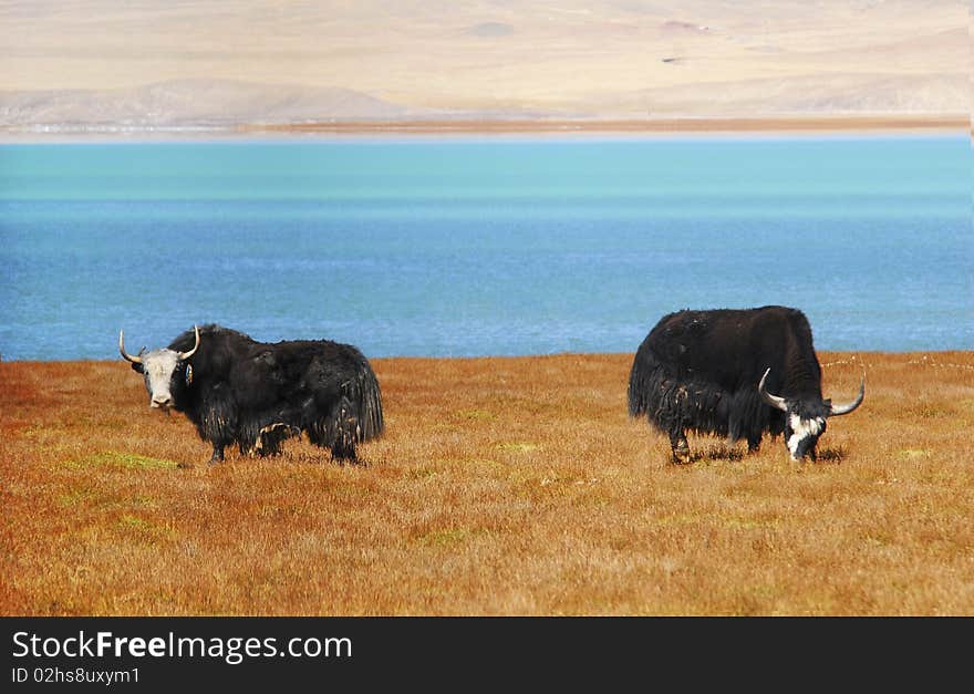 Grazing yak by a blue river，shoot at tibet，China. Grazing yak by a blue river，shoot at tibet，China