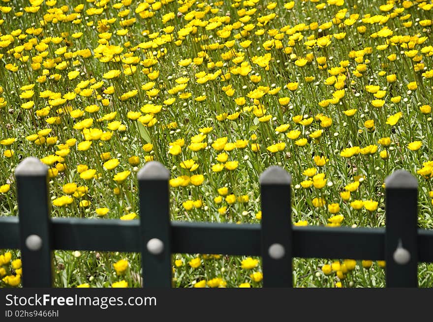 Wild Chrysanthemum  and the fence.