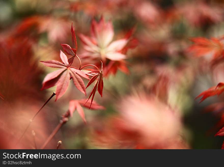 Steady Leaves