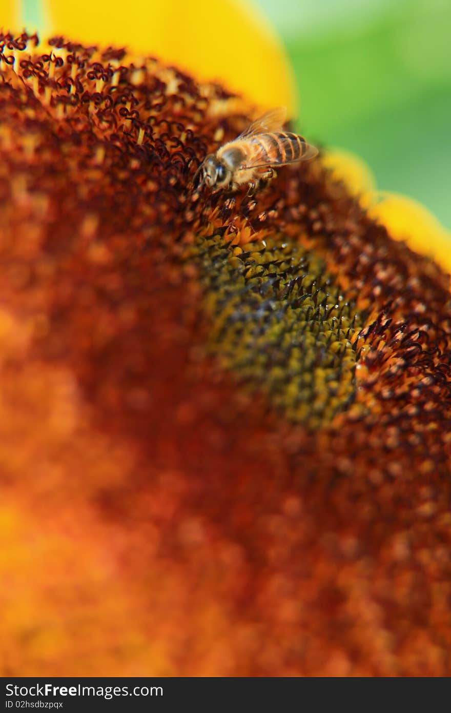 Bee On A Sunflower