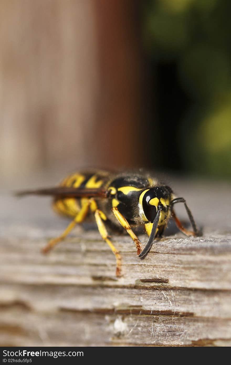 Polistes dominula, sometimes referred to as the European paper wasp, is one of the more common and well-known species of social wasps in Europe. It is considered an invasive species in Canada and the United States.