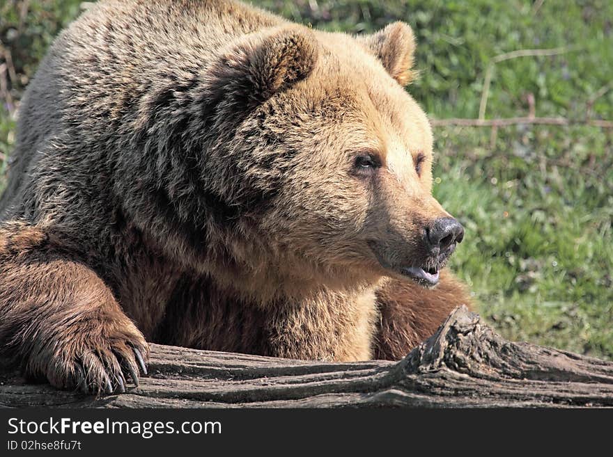 Brown Bear Pouting