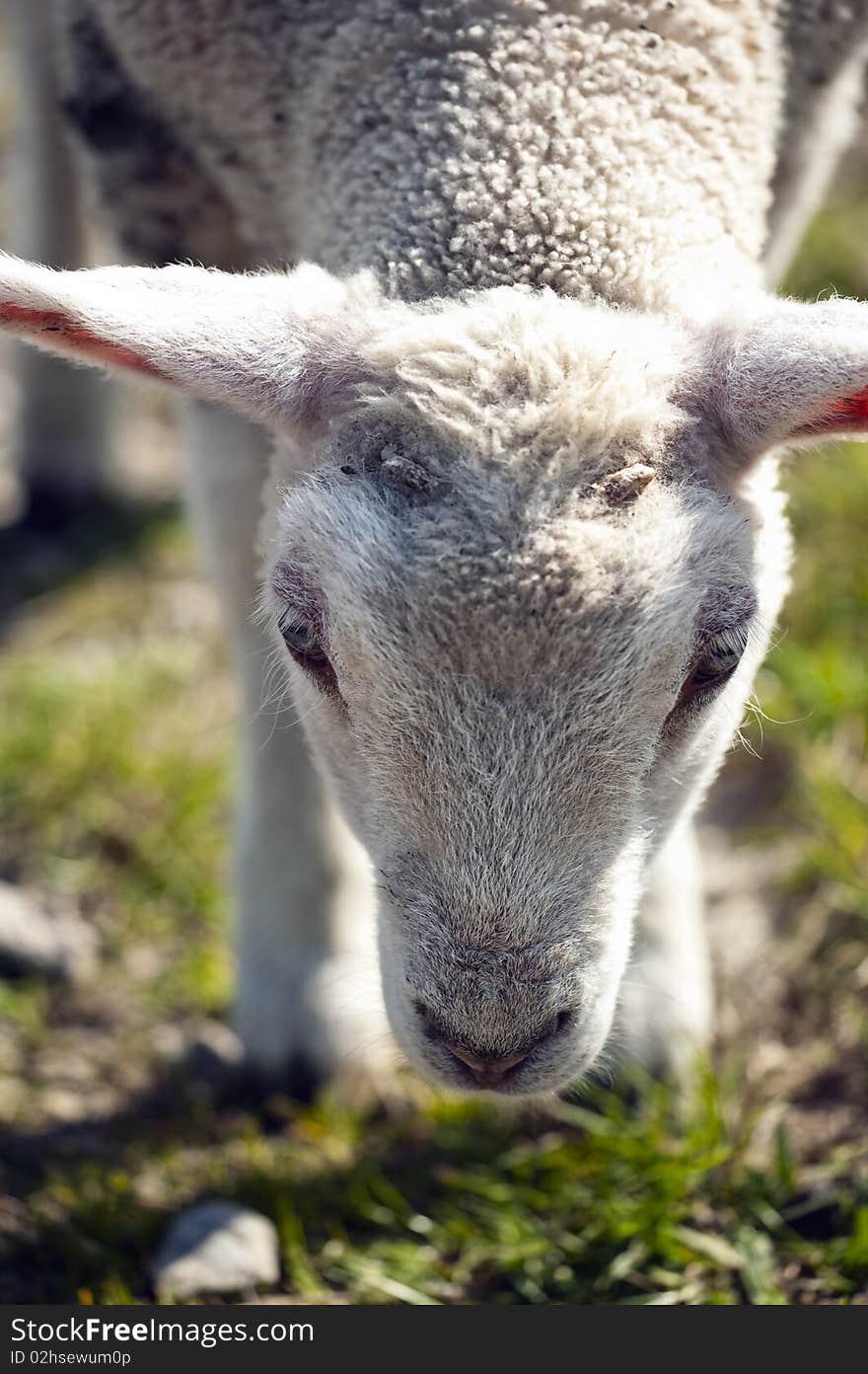 Head shot of a lamb, outside