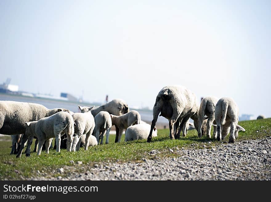 Sheep flock herd on dike