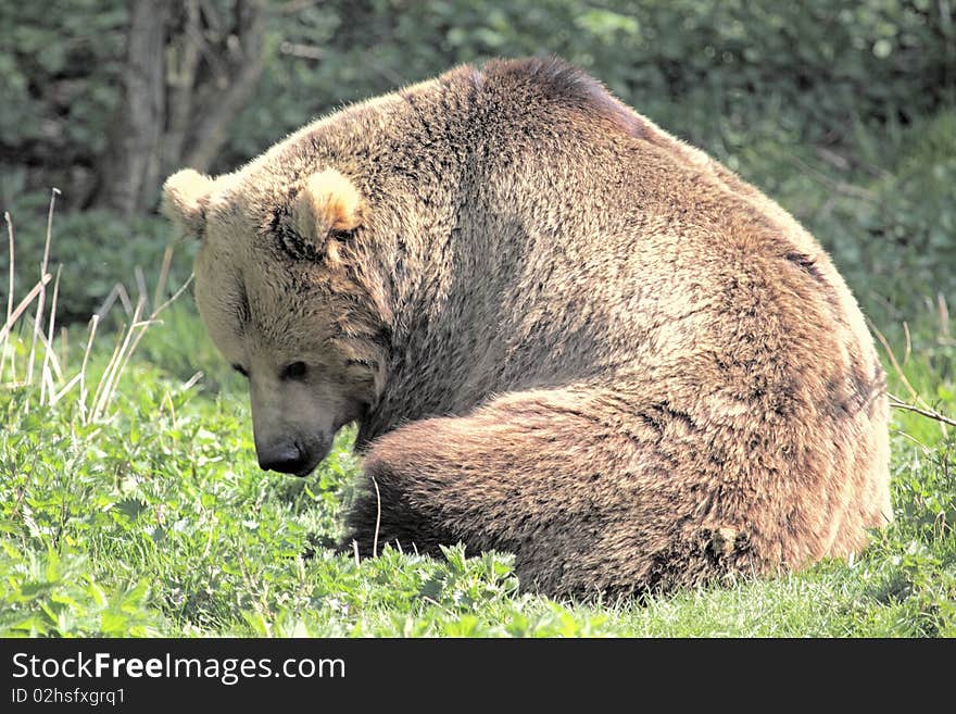 Brown Bear Sitting