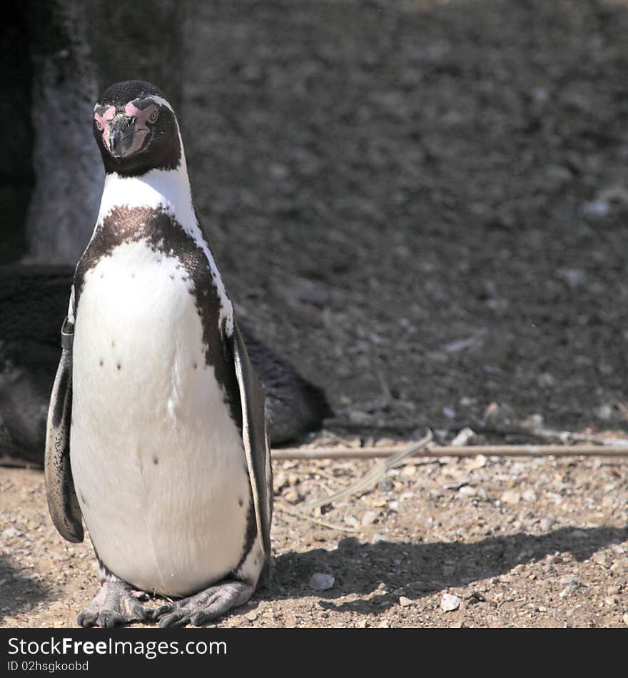 Humboldts Penguin